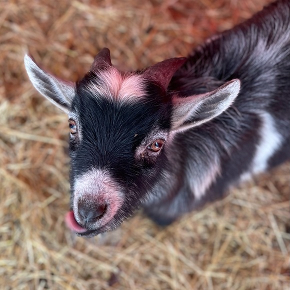 Meet your Posher, the Old Goat - Picture 11 of 13